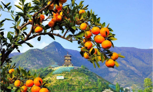 黃巖蜜桔和涌泉蜜桔有什么區別?